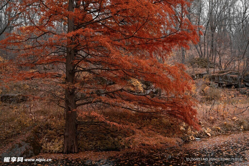 秋日红杉树的独特景致