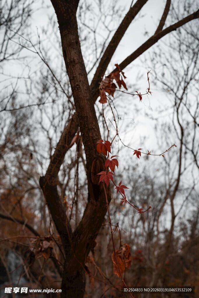 枯树挂红果 萧瑟中的艳丽