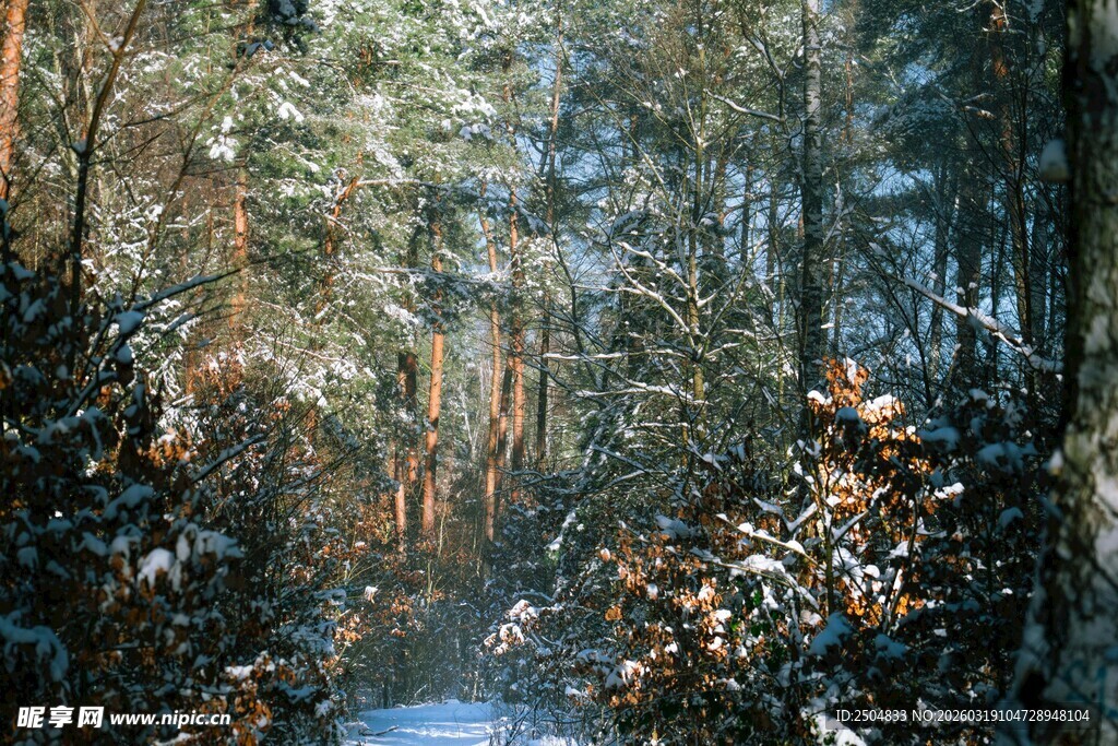 林间幽径 冬日森林景致