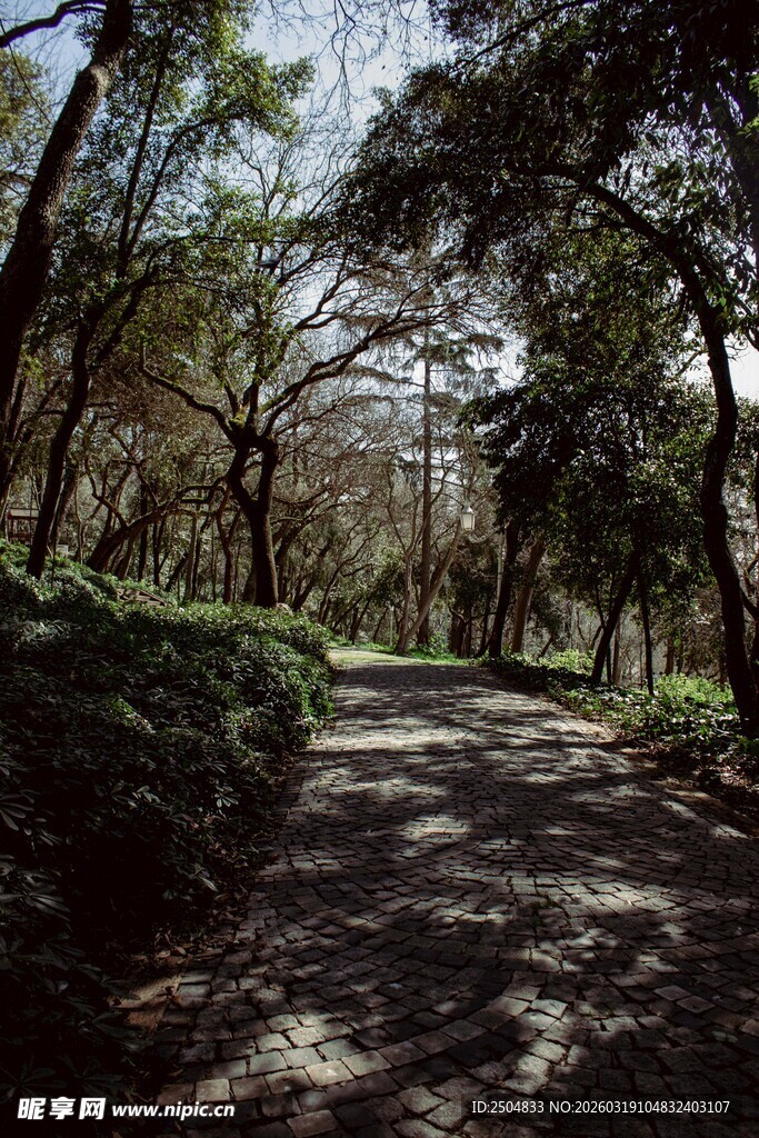 林间小道 静谧自然之景