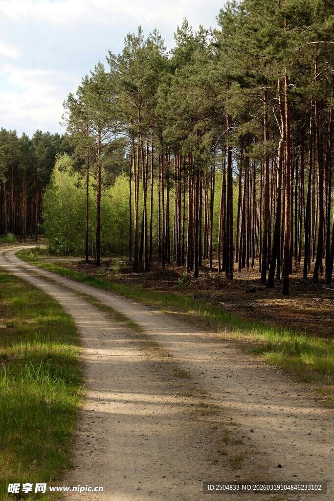 林间蜿蜒土路 静谧美景