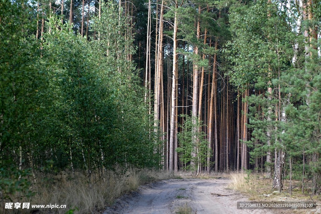 林间小道 静谧森林风光