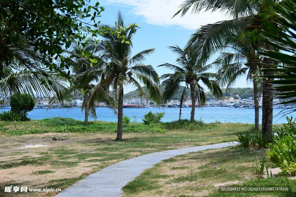 海滨椰林小径风光