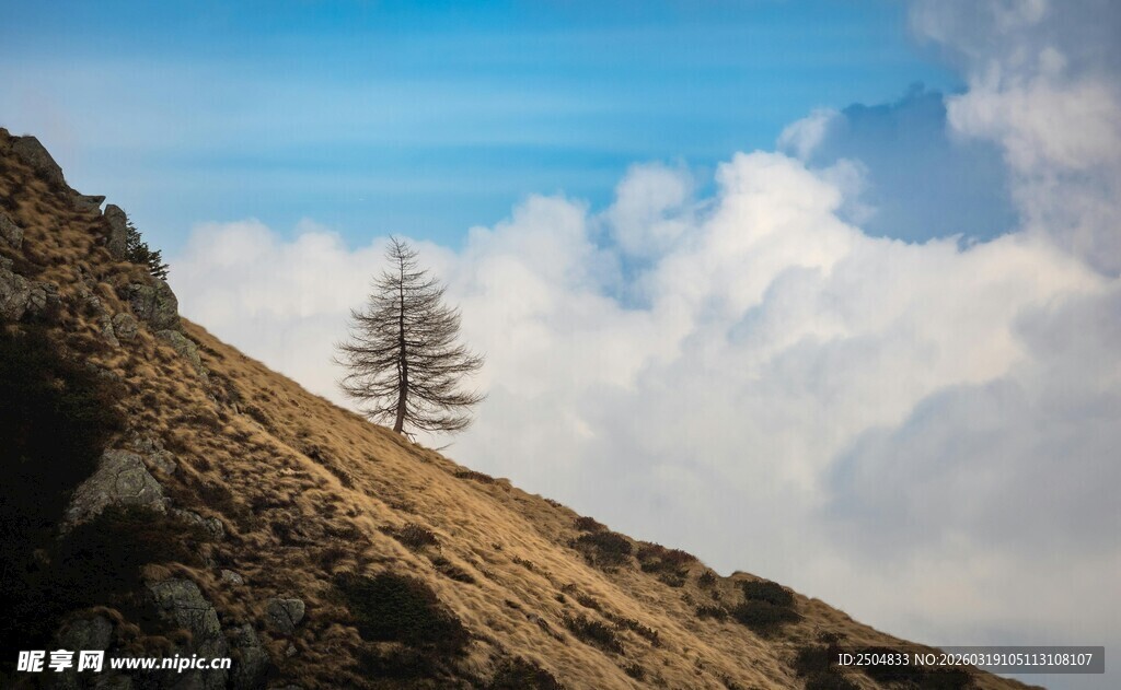 山巅孤树 云海相伴
