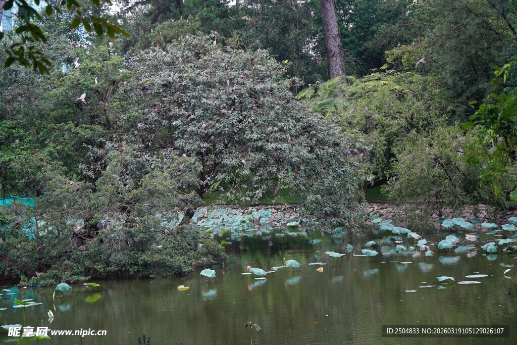 静谧池塘边的繁茂绿植