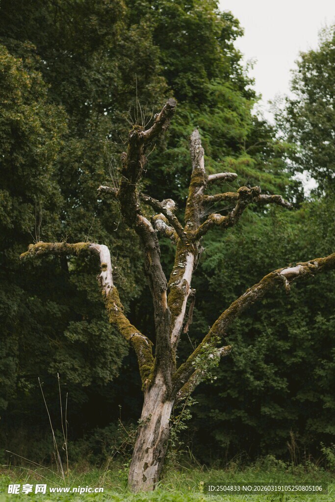 荒野中枯立的古老树木