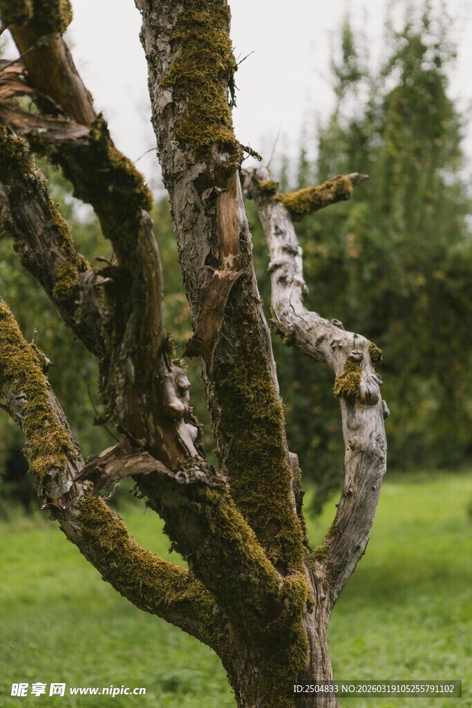 老树虬枝上的斑驳树皮