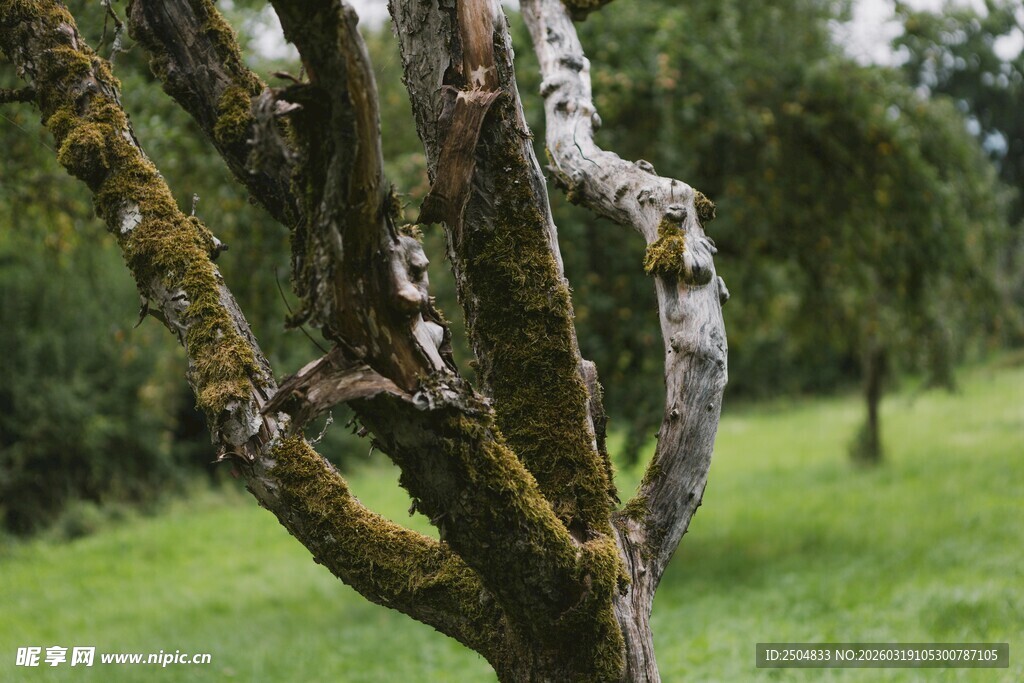老树扎根于翠绿草地