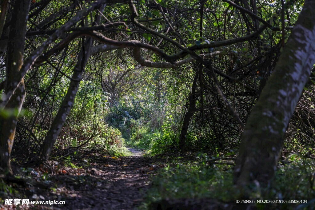 林间幽径 光影交织的秘境