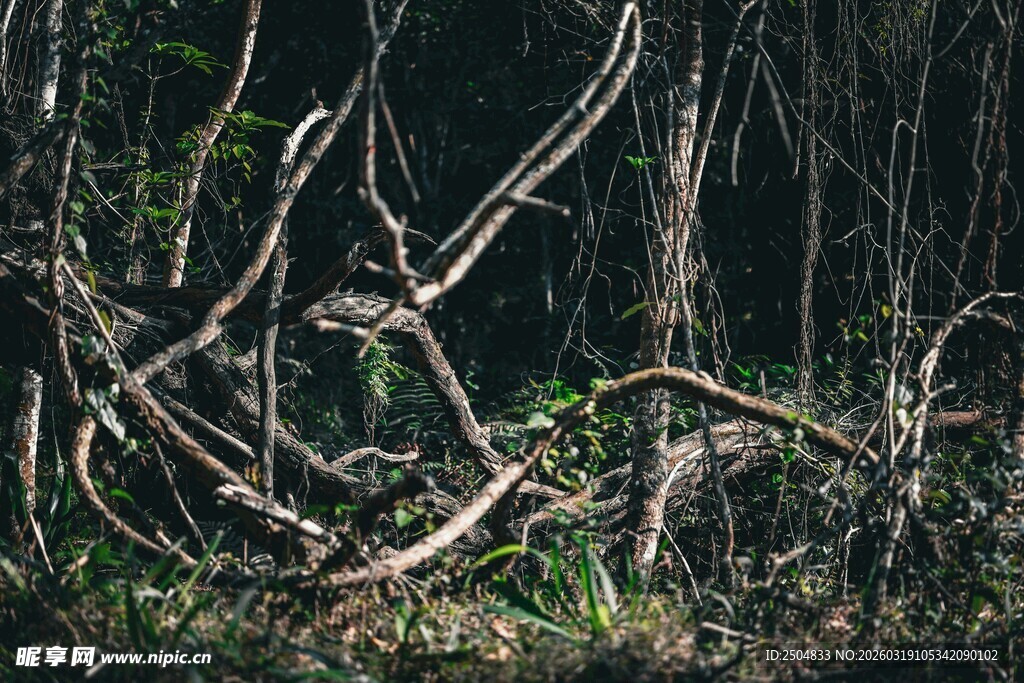 森林中交错的枯树枝干