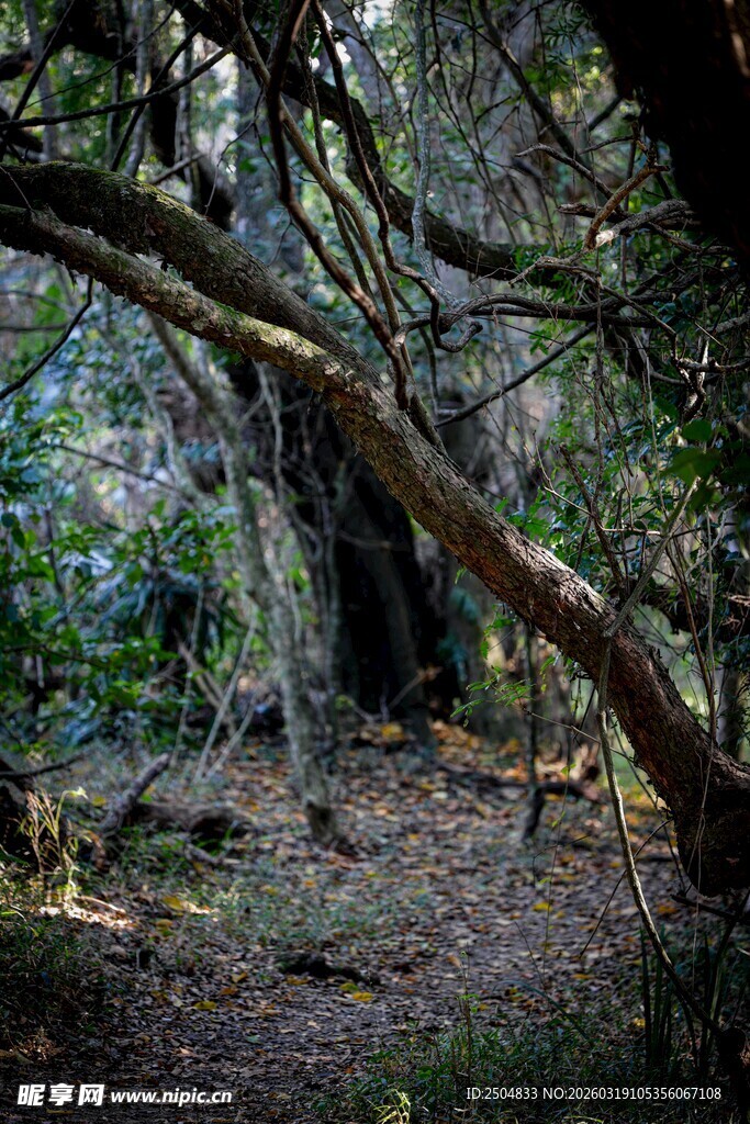 森林中交错的繁茂树枝