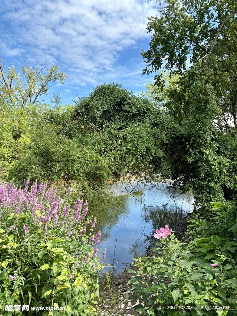 自然河畔的繁茂花草景观