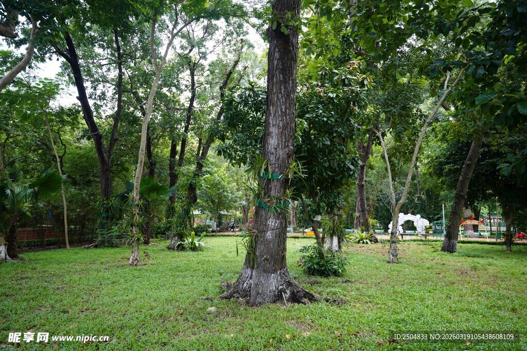 林间草地的静谧自然景致