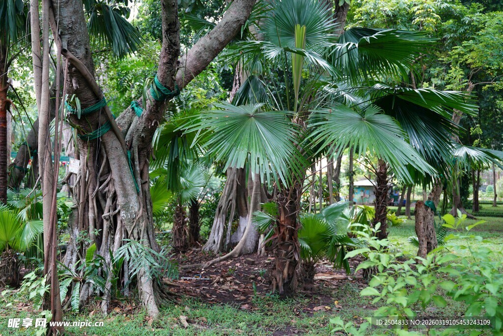 茂密丛林中的多样植物景观