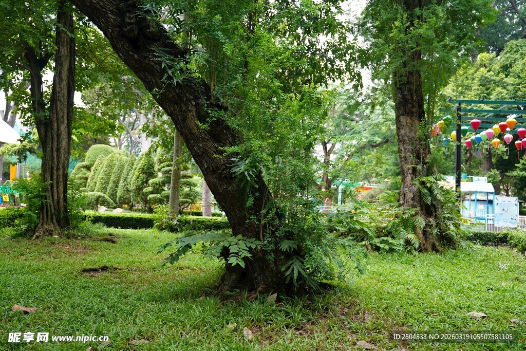 绿意盎然的林间景致