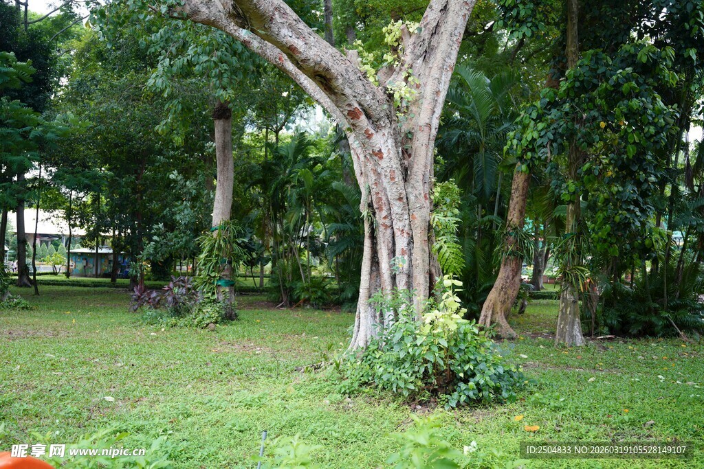 粗壮老树屹立于绿意草地