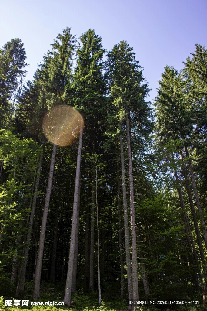 森林中高耸的伐倒树木