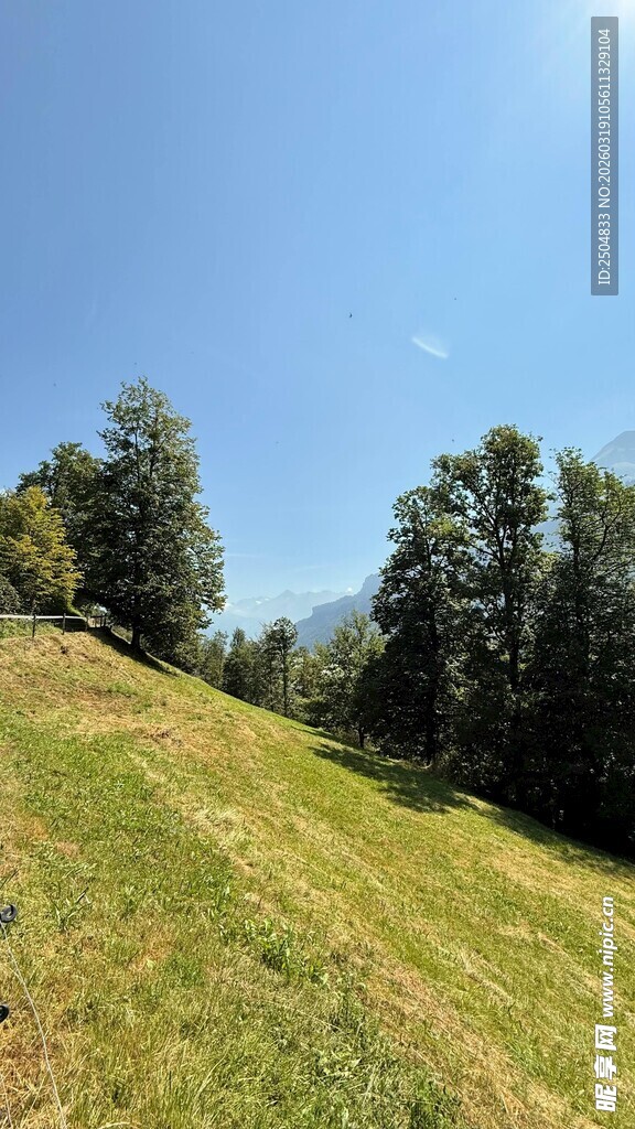 山坡草地与树木的自然景致