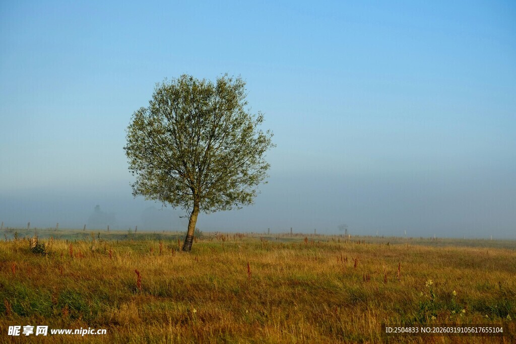 旷野孤树 独赏天地苍茫
