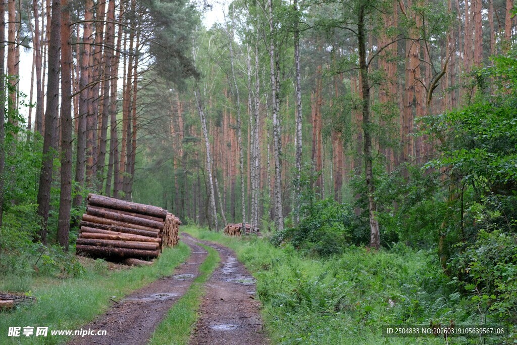 林间伐木场景