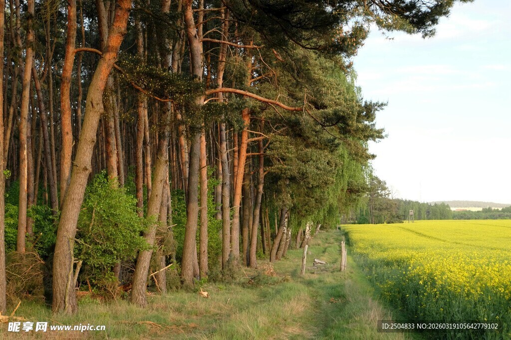 林间田野的自然风光