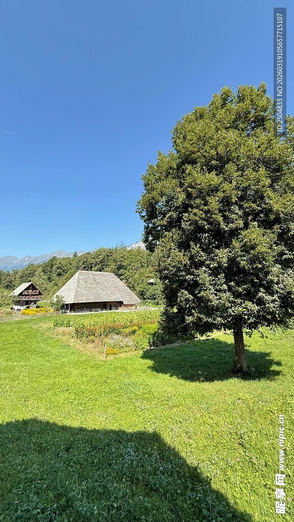 乡村草地旁的大树与小屋