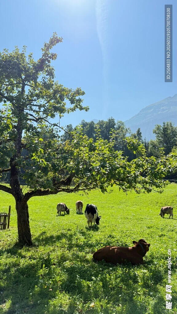 草原树下悠闲的牛群