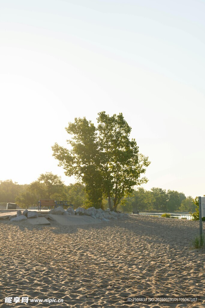 田野中的葱郁树木