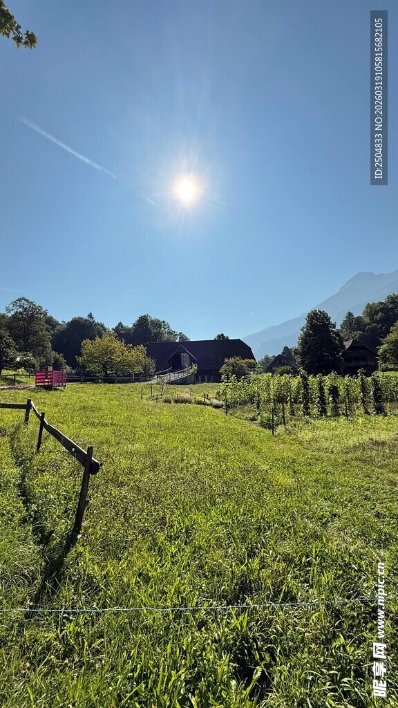 阳光照耀下的翠绿田野