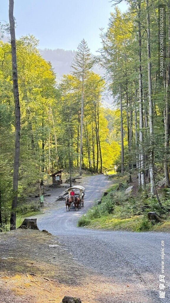 林间小道上的车辆穿行