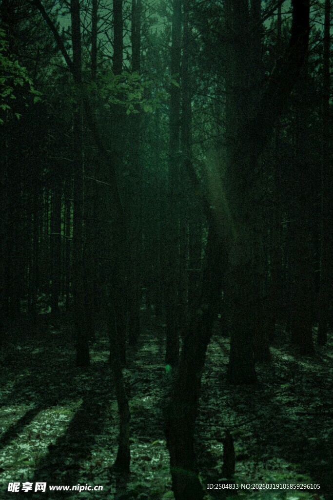 神秘幽森的奇幻森林景象