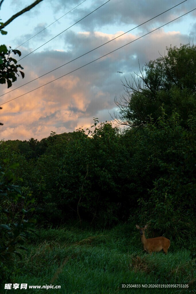 黄昏下的林间美景