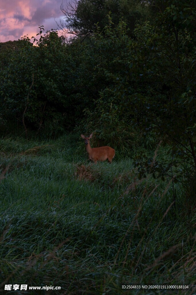 黄昏草地间的优雅小鹿