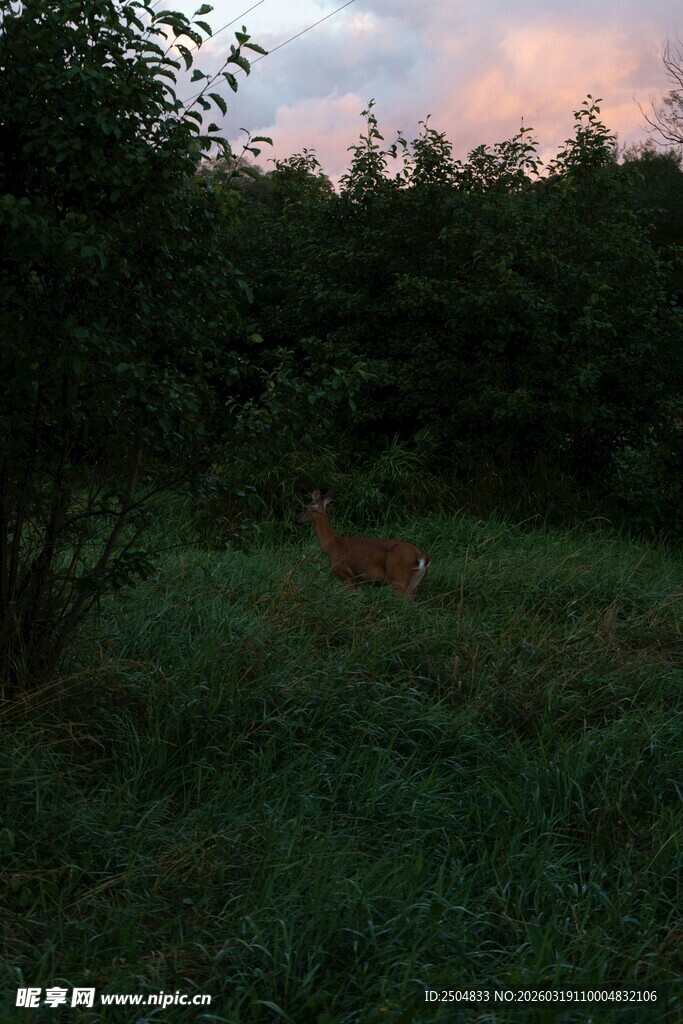 黄昏下林间的静谧景象