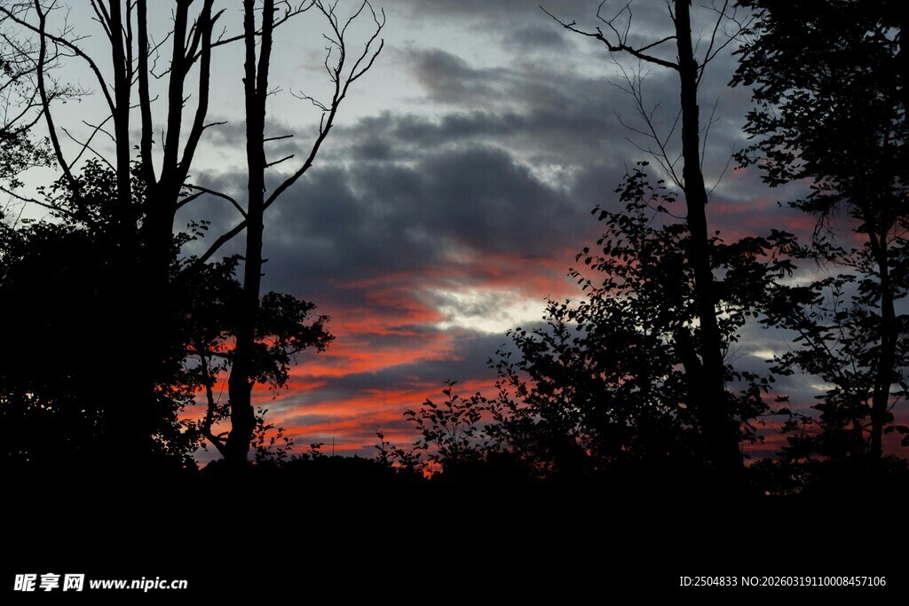黄昏树林间的绚烂天空