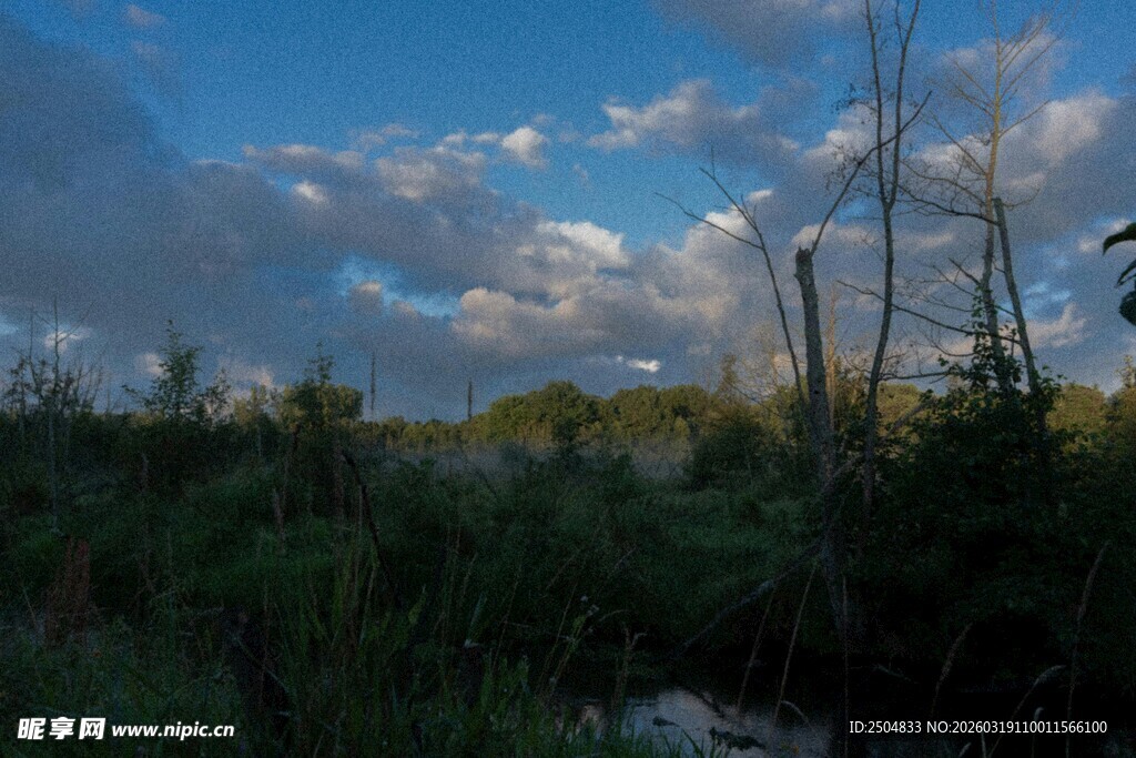 森林上空的蓝天白云景象
