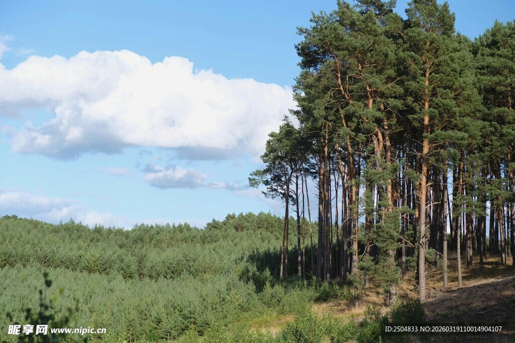 林间小道 蓝天绿树成荫