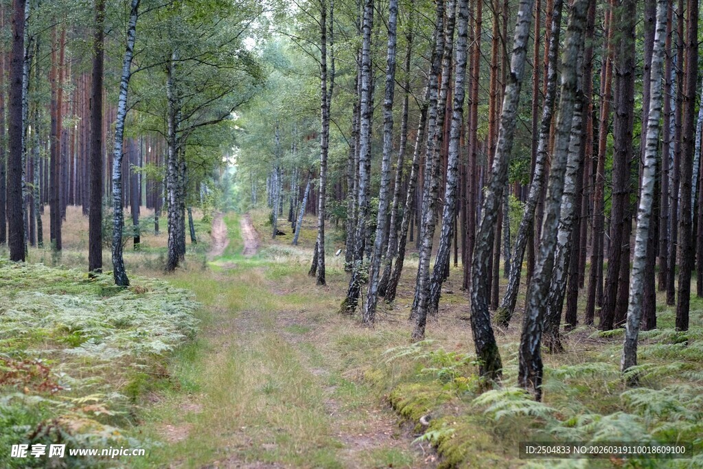 林间小径 静谧森林之美