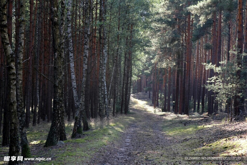 林间小径 静谧森林风光