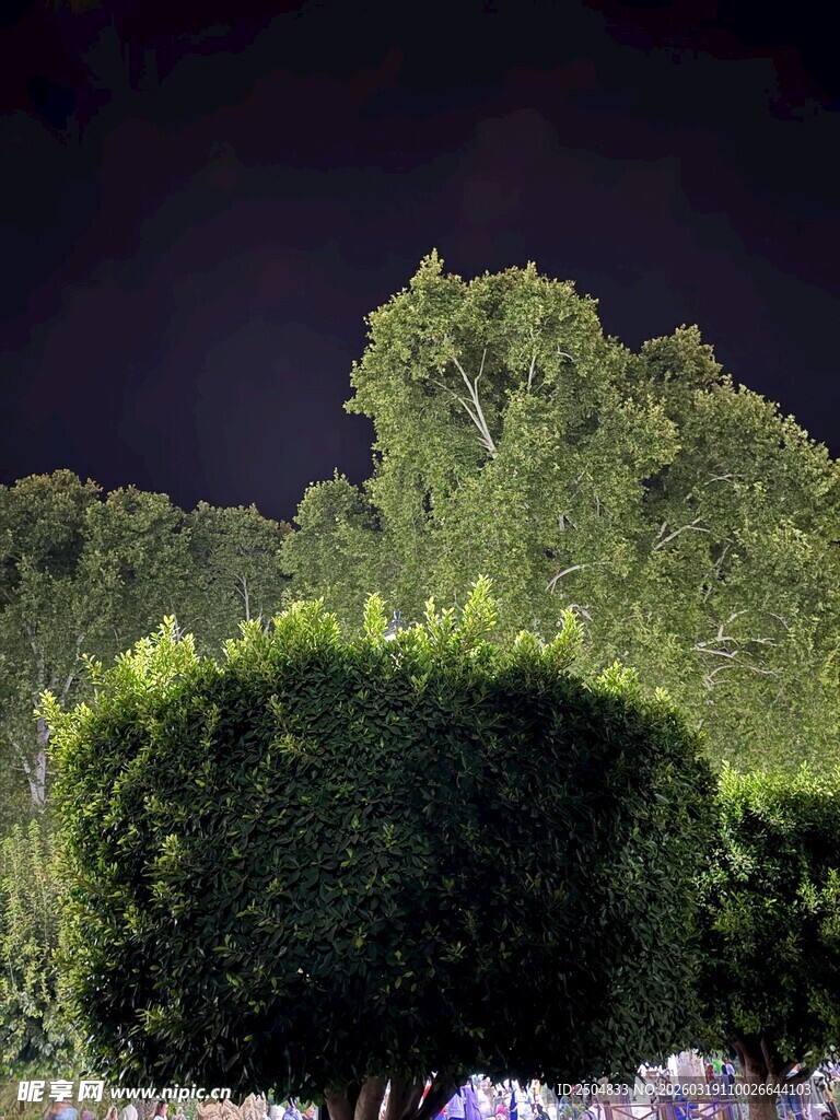 夜晚中的精致绿植景观