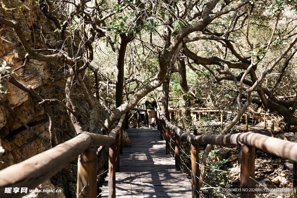 林间栈道 漫步自然幽径