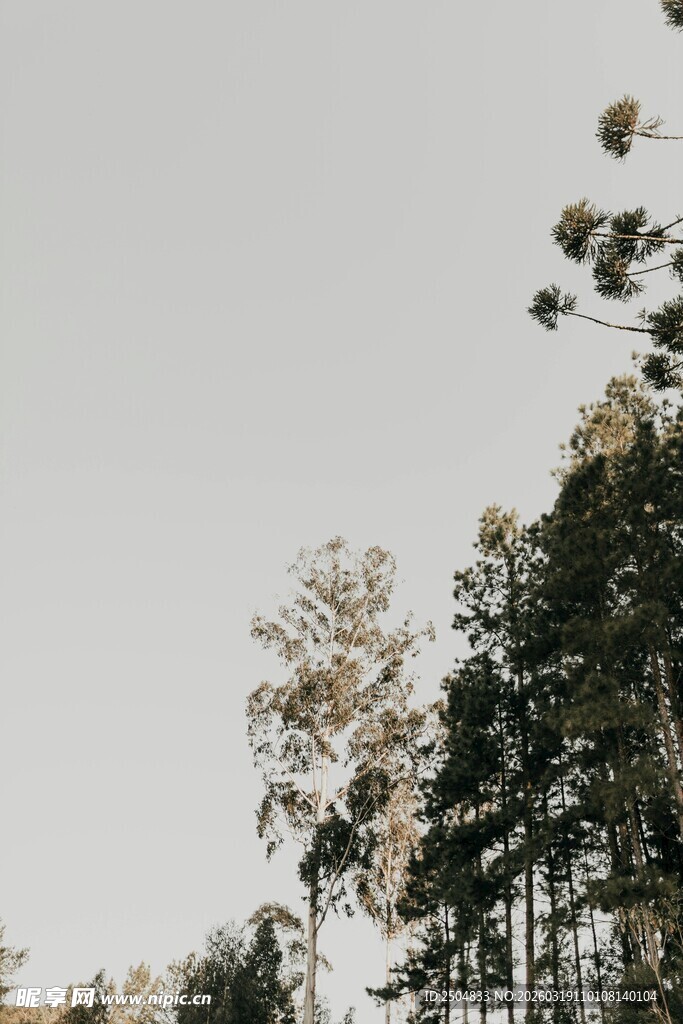 林间树梢 天空朦胧景致