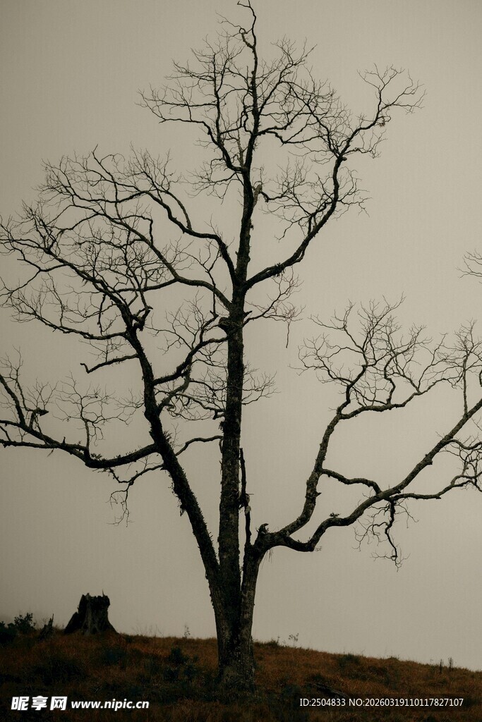 孤独枯树立于空旷原野