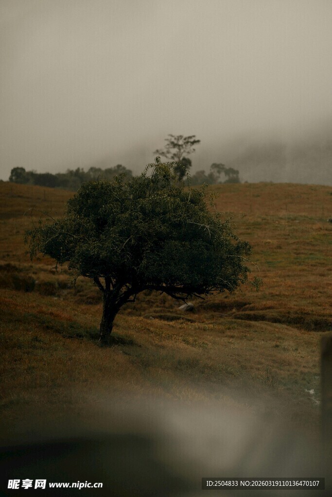 旷野孤树 雾霭中的静谧景象