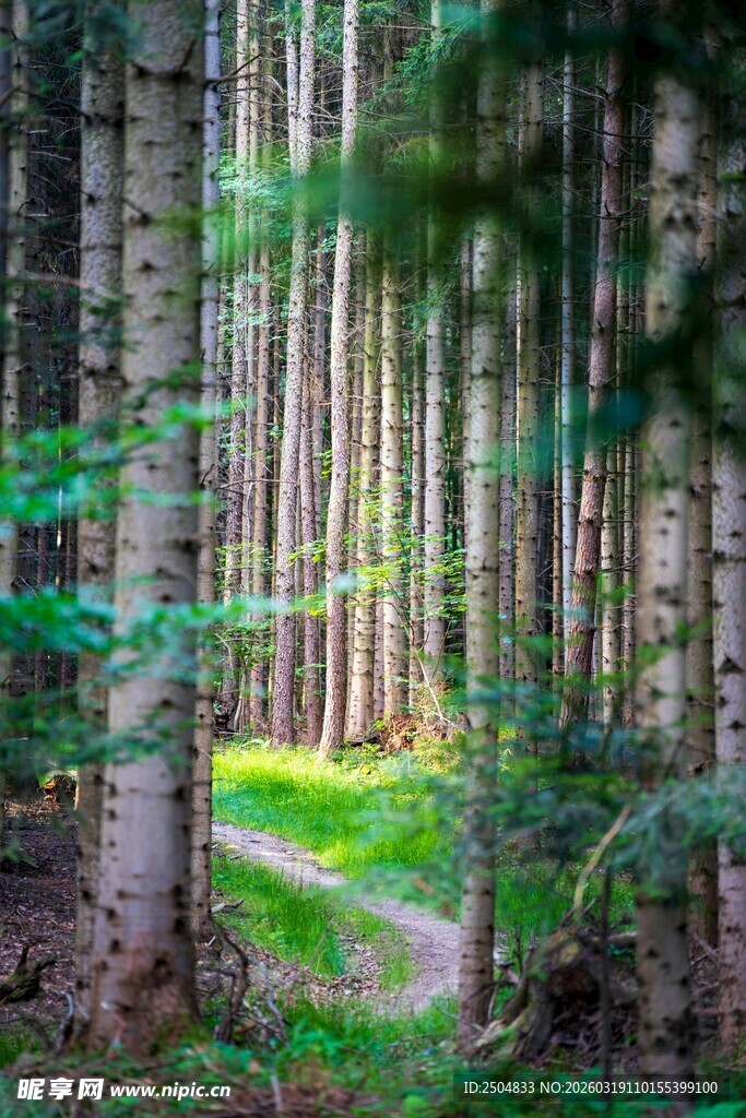 林间幽径 绿意盎然的森林