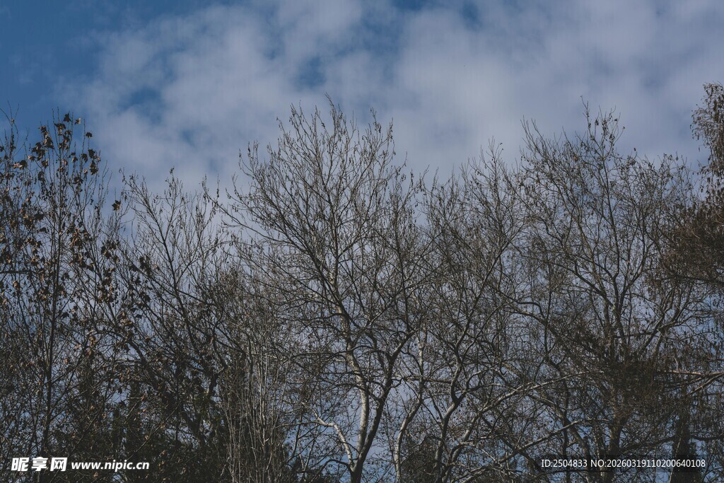 蓝天映衬下的光秃树木