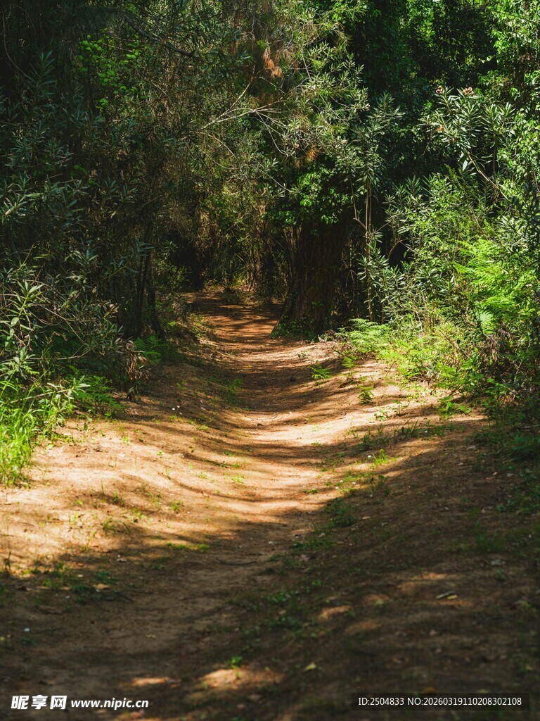 林间光影斑驳的幽静小道