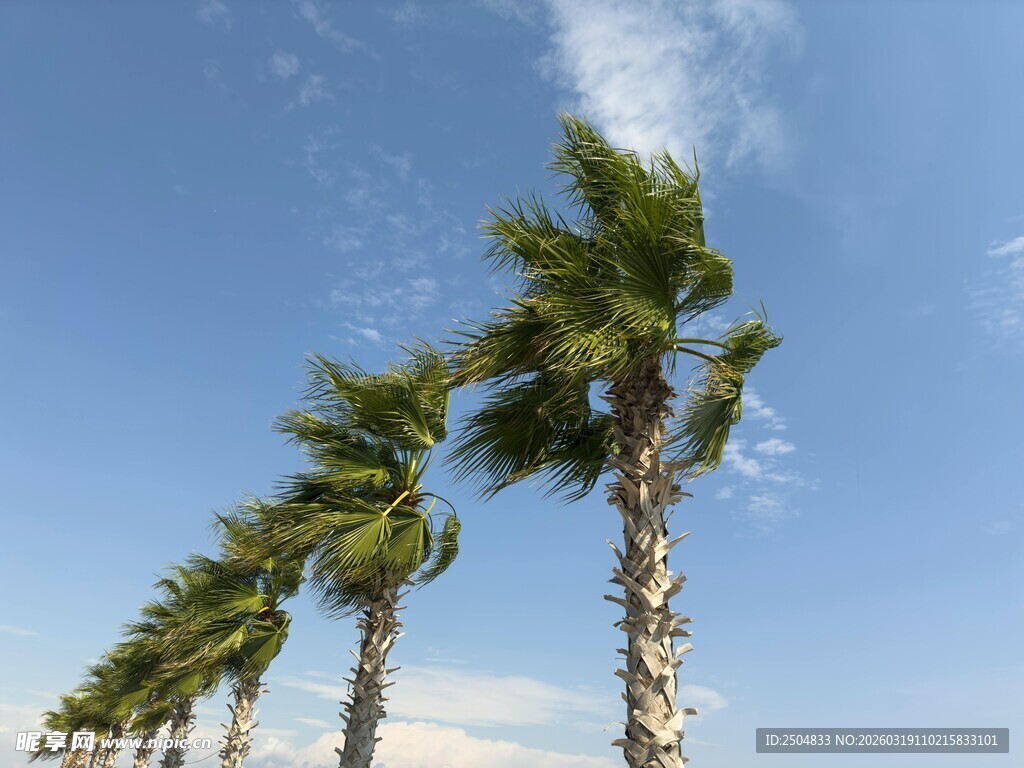 蓝天椰树美景