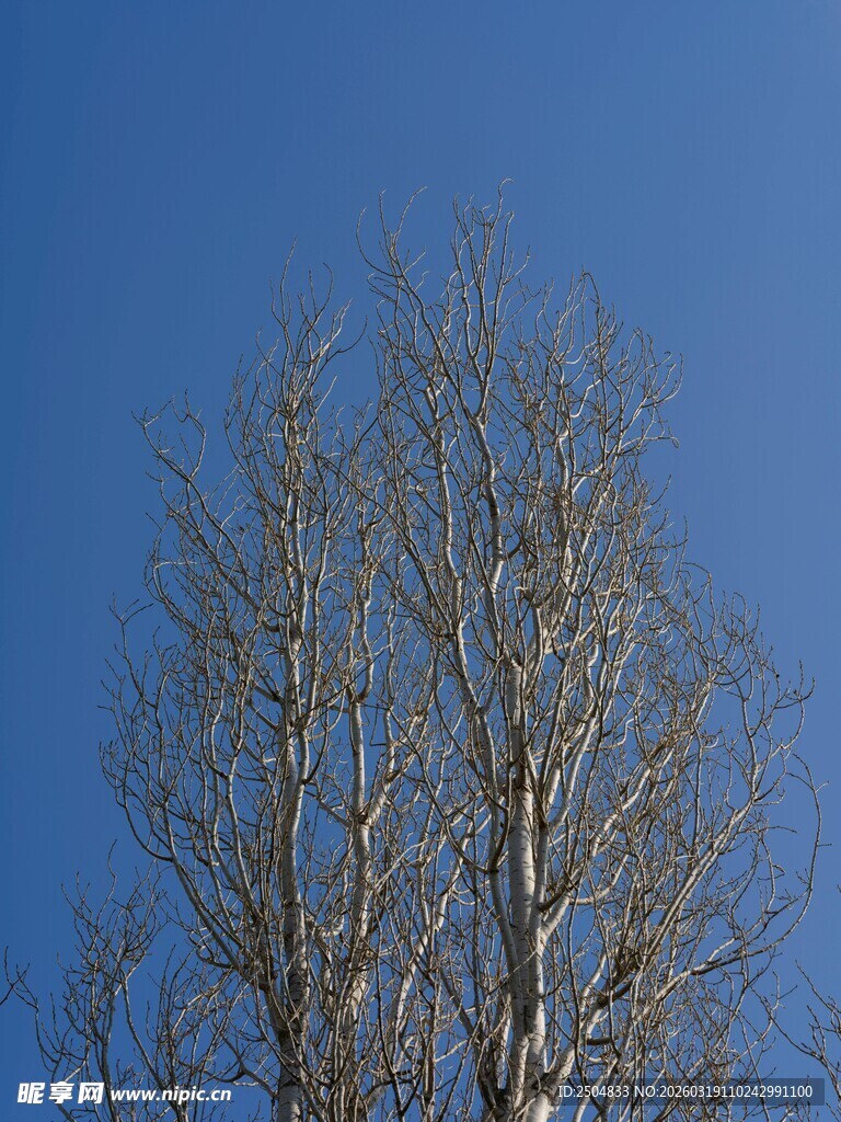 蓝天映衬下的光秃树木