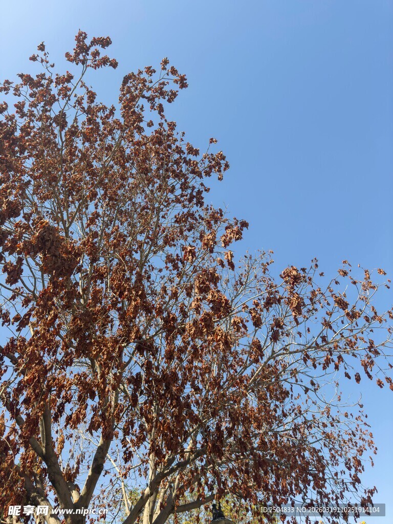 蓝天映衬下的斑斓树木